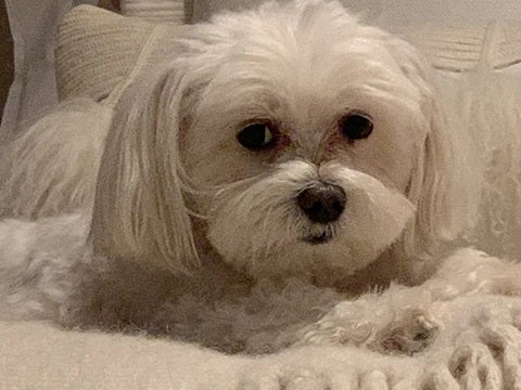 How do I introduce a new pet to my existing pet?