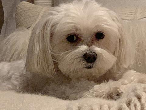 Keeping our pets healthy and happy and safe in their homes is possible!