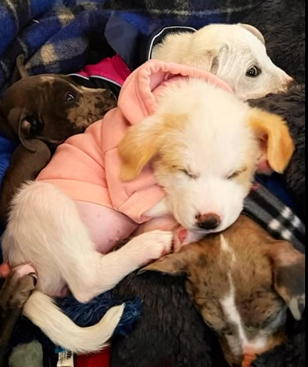 Rescue Paw 2023 Recap