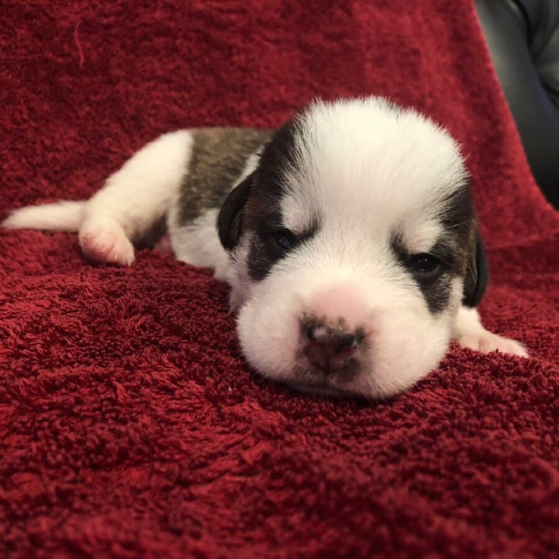 MAMA MAYA & HER HAPPY PUPS