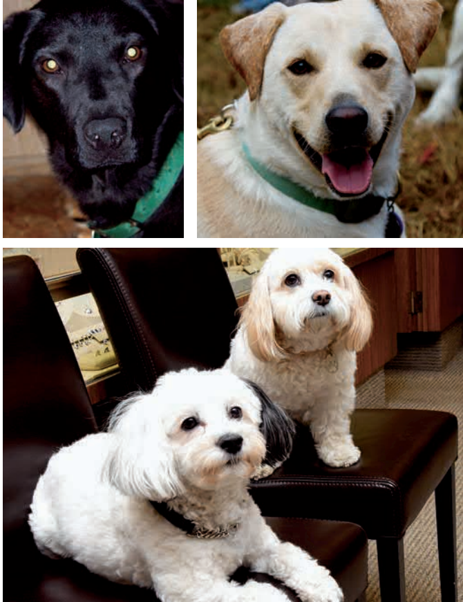 Happy Tails