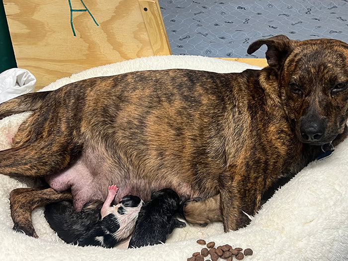 The overpopulation crisis