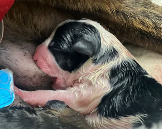 This is the worst time for homeless animals in years